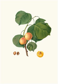 Albicocca luciente o, siu Alessandrina gialla precoce. [Yellow apricot] (1817-1839)