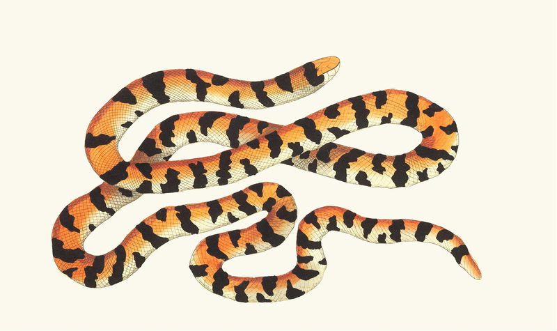 THE PAINTED SNAKE (1789-1813)